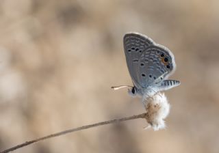 Mcevher Kelebei (Chilades trochylus)