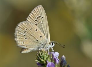 Anormal okgzl (Polyommatus admetus)