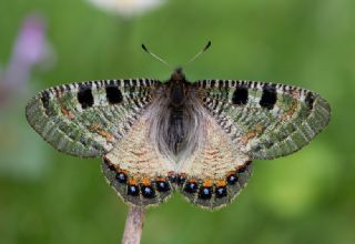 Yalanc� Apollo&nbsp;(Archon&nbsp;apollinus)