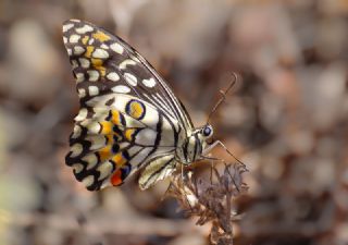 okgzl Esmer (Aricia agestis)