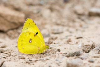 Gzel Azamet (Colias alfacariensis)