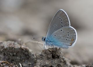 okgzl Gzel Mavi (Polyommatus bellis)