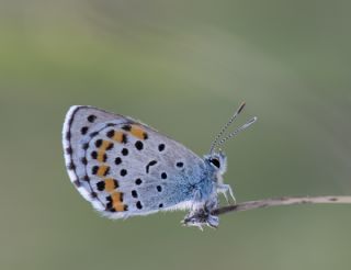 Bavius Mavisi (Pseudophilotes bavius)