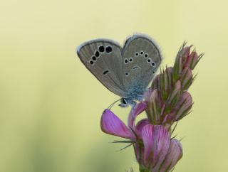 Anadolu Karagz Mavisi (Glaucopsyche astraea)