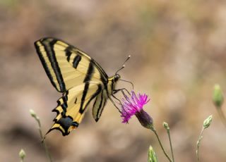 Kaplan Krlangkuyruk (Papilio alexanor)