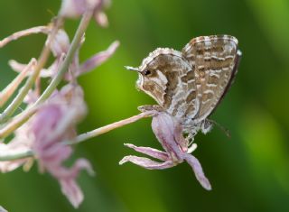 Sardunya Zebras, Geranyum Bronzu (Cacyreus marshalli)