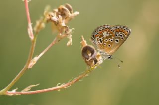 okgzl Esmer (Aricia agestis)