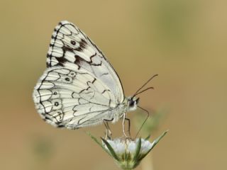 Anadolu Melikesi (Melanargia larissa)