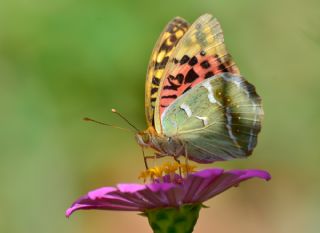 Bahadr (Argynnis pandora)