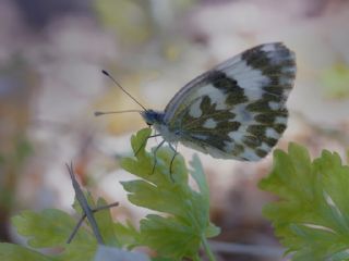 Yeni Beneklimelek (Pontia edusa)