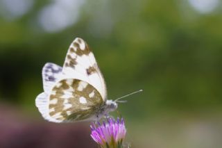 Yeni Beneklimelek (Pontia edusa)