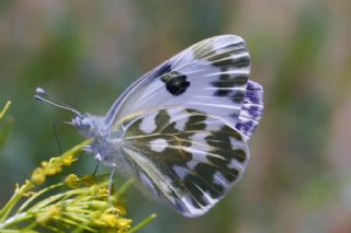 Yeni Beneklimelek (Pontia edusa)