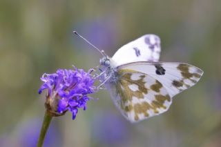 Yeni Beneklimelek (Pontia edusa)