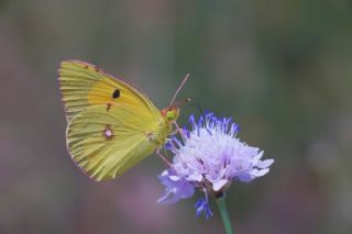 Sar Azamet (Colias croceus)