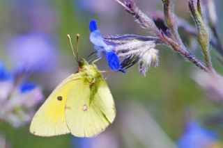 Sar Azamet (Colias croceus)