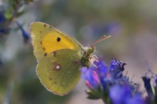 Sar Azamet (Colias croceus)