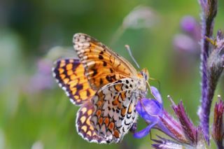 Benekli Byk parhan (Melitaea phoebe)