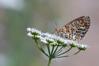 Gzel parhan (Melitaea syriaca)