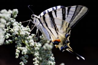 Erik Krlangkuyruk (Iphiclides podalirius)