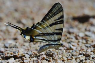 Erik Krlangkuyruk (Iphiclides podalirius)