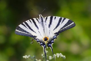 Erik Krlangkuyruk (Iphiclides podalirius)