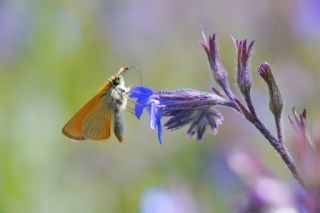 Sar Antenli Zpzp (Thymelicus sylvestris)