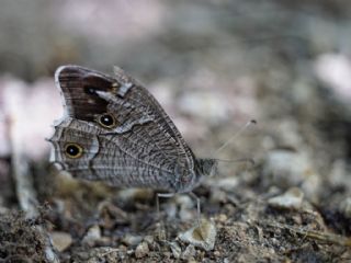 Beyaz Bandl Karamelek (Hipparchia parisatis)