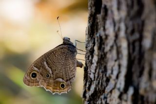 Beyaz Bandl Karamelek (Hipparchia parisatis)