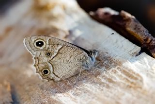 Beyaz Bandl Karamelek (Hipparchia parisatis)