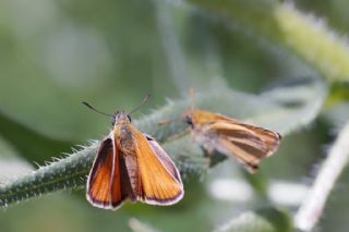 Siyah Antenli Zpzp (Thymelicus lineolus)