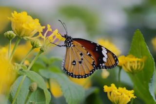 Sultan (Danaus chrysippus)