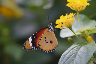 Sultan (Danaus chrysippus)