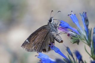 Kara Zpzp (Erynnis marloyi)