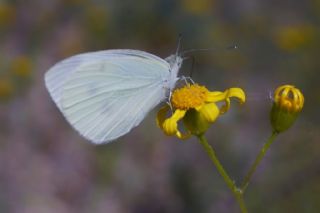 Byk Beyazmelek  (Pieris brassicae)