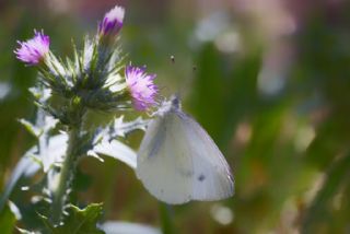 Kk Beyazmelek (Pieris rapae)