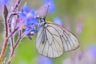 Al Beyaz (Aporia crataegi)