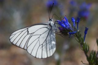 Al Beyaz (Aporia crataegi)