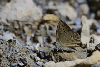 Anormal okgzl (Polyommatus admetus)