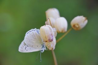 okgzl Dafnis (Polyommatus daphnis)