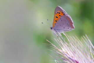 Benekli Bakr Gzeli (Lycaena phlaeas)