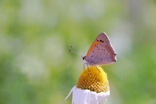 Benekli Bakr Gzeli (Lycaena phlaeas)