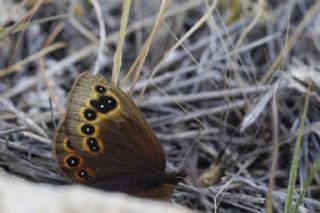 Uygur Gzelesmeri (Proterebia afra)