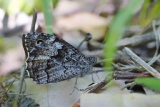 Byk Karamelek (Hipparchia syriaca)