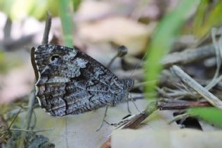 Byk Karamelek (Hipparchia syriaca)