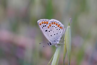 okgzl Esmer (Aricia agestis)