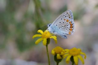 okgzl Mavi (Polyommatus icarus)