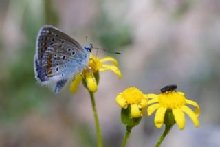 okgzl Mavi (Polyommatus icarus)