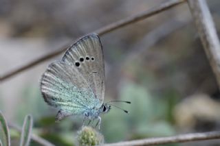 Karagz Mavisi (Glaucopsyche alexis)