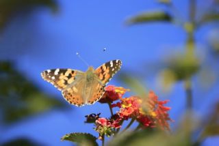 Diken Kelebei (Vanessa cardui)