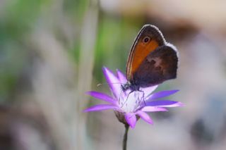 Kk Zpzp Perisi (Coenonympha pamphilus)